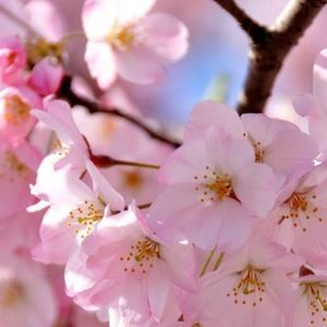 Meet your Posher, Graceann